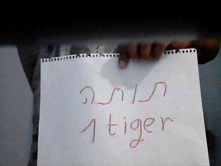 הגדל תמונה של 1tiger